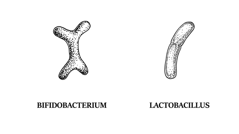bifidobakterijos-laktobakterijos